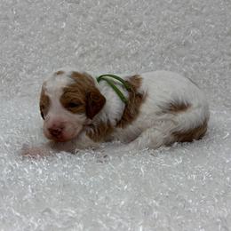 Daisy - Parti female Goldendoodle puppy in Casselberry, Florida from My Little Doodle