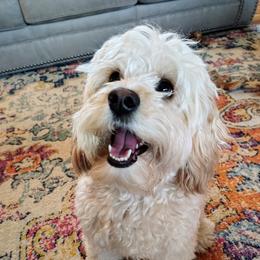 Cavapoo puppies from Oasis Cavapoos