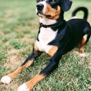 Entlebucher Mountain Dogs from Rare Feathers and Paws Farm