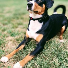 Entlebucher Mountain Dogs from Rare Feathers and Paws Farm