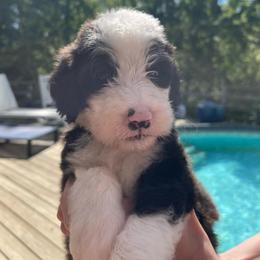 Clover - Brown and white female Sheepadoodle puppy in Rocky Point, North Carolina from CelticDoods