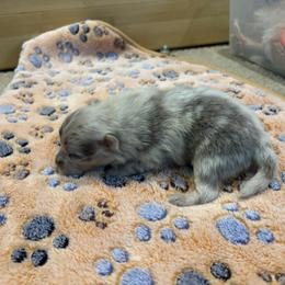 Boy 4 - Lavender male Pomeranian puppy in Skowhegan, Maine from Countryside Pomeranians