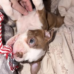 Boston Terrier puppies from Mad Bossies
