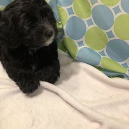 Havanese Puppies from Furever Fluffball Friends