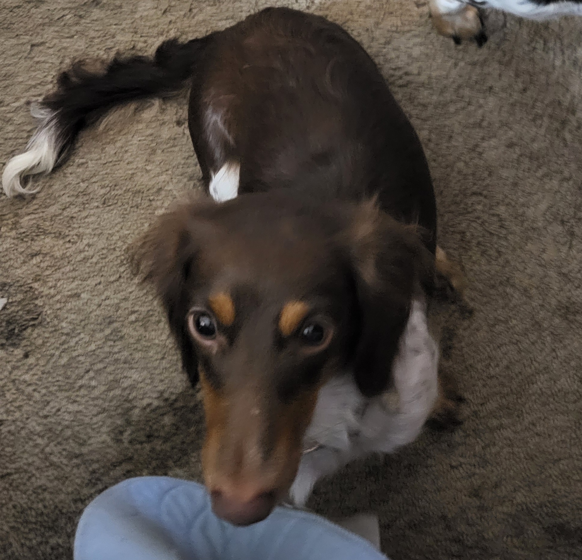 Lucy - Dachshund