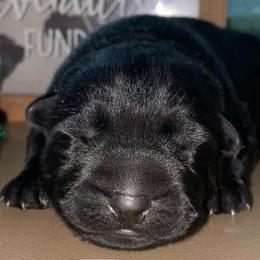 Blue collar - Black male German Shepherd puppy in Pahrump, Nevada from Wachhund Kennels