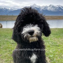 PAUL - Black and white Sheepadoodle puppy in Charlo, Montana from Heavenly Hilltop Farm