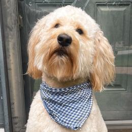 Maui - Goldendoodle