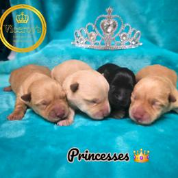Scottish Terrier puppies from Viceroy's Kennel LLC