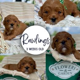 Rawlings - Red male Cavapoo puppy in El Dorado Springs, Missouri from Cavish's Missouri Cavaliers, Cavapoos, and Miniature Poodles