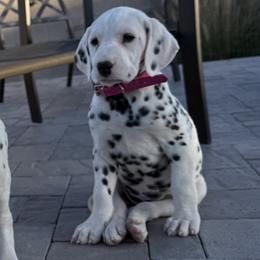 KALY - White and black female Dalmatian puppy in Albuquerque, New Mexico from Renov Dalmatian Plantation