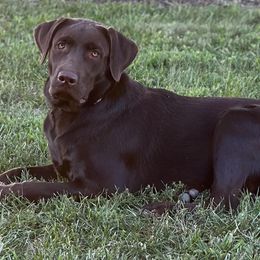 Dilute Retriever and Labrador Retriever Puppies from SmoKy Hills Labradors