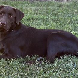 Dilute Retriever and Labrador Retriever Puppies from SmoKy Hills Labradors