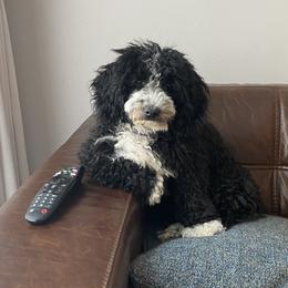 Bernedoodle All Grown Up from Lawler’s Legacy Litters