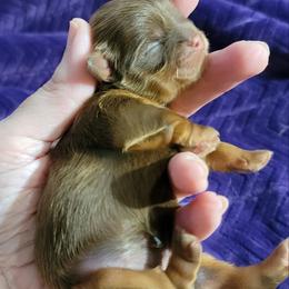 Boujee - Chocolate and tan female Shih Tzu puppy in Clarksville, Indiana from C&A IronHeart Bulldogs and Krymson Kandy Shihtzus