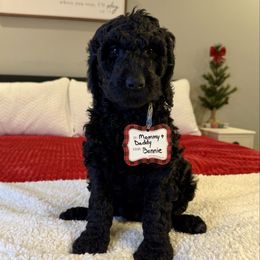 Wednesday Adams - Black female Labradoodle puppy in Adams, Nebraska from Boxcar Doodles and Poodles