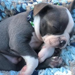 Boston Terriers from Crazy HART Boston Terriers