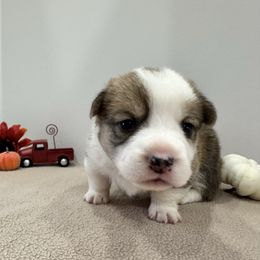 Phoenix(purple) - Red female Pembroke Welsh Corgi puppy in Millsap, Texas from Punchy Pembroke Ranch