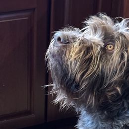Wallace (Wally) - Wirehaired Pointing Griffon