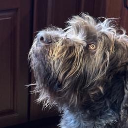 Wallace (Wally) - Wirehaired Pointing Griffon