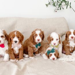 Bernedoodle puppies from Wonderful World Doodles