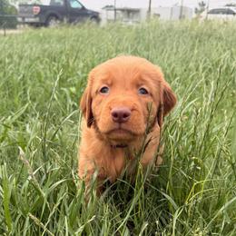 AKC purple collar boy - Dark golden male Golden Retriever puppy in Joshua, Texas from 3 Gun Retrievers
