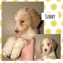 Sunny - Parti male Poodle puppy in Surprise, Arizona from Oh Doodles Doodlery