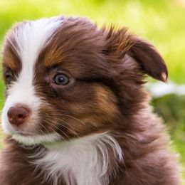 Miniature American Shepherd and Miniature Australian Shepherd Puppies from Bellewynd Acres