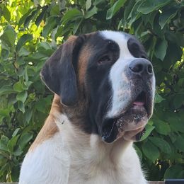Molly - Saint Bernard