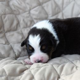 Australian Shepherd Puppies from NorthRidge Australian Shepherds