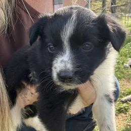 Pookie - Black and white female Border Collie puppy in North Lakeport, California from Wild Rose Ranch