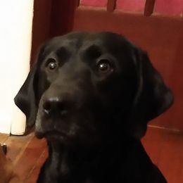 Dinah - Labrador Retriever