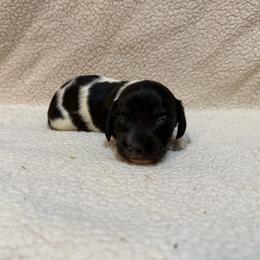 Benny - Piebald male Dachshund puppy in Clifton, Idaho from Diamondline Doberman
