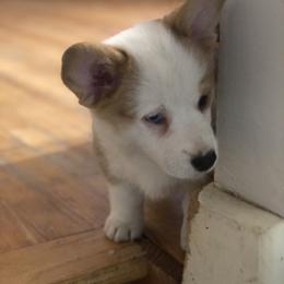 Pembroke Welsh Corgi Puppies from Little Leggs Corgis