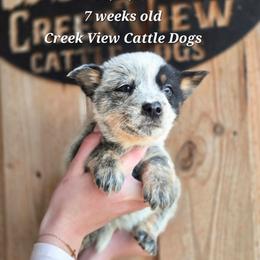 Boy 3 - Blue mottled male Australian Cattle Dog puppy in Monroe, North Carolina from Creek View Cattle Dogs