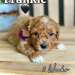 Frankie - Red male Cavapoo puppy in Runaway Bay, Texas from Green Ranch Doodles