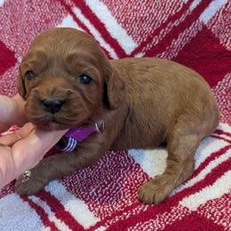 Beth - Red female Cavapoo puppy in Placerville, California from Quartz Mountain Doodles