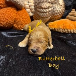 Butterball - Red  male Goldendoodle puppy in Rockville, Minnesota from Bracha Poodles & Doodles