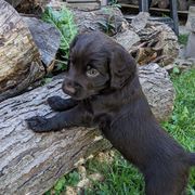 Boy 6 - Boykin Spaniel puppy in Madison, Wisconsin from Pyro Pups Kennel
