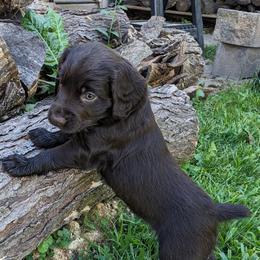 Boy 6 - Boykin Spaniel puppy in Madison, Wisconsin from Pyro Pups Kennel