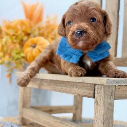 Jagger - Red  male Goldendoodle puppy in Queen Creek, Arizona from Goldendoodle AZ
