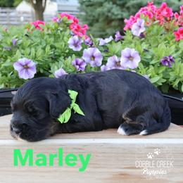 Marley - Phantom male Bernedoodle puppy in Heyworth, Illinois from Cobble Creek Puppies