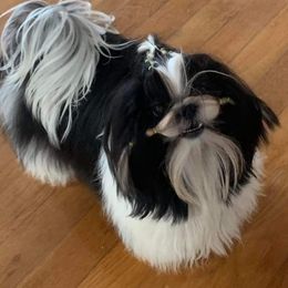 Shih Tzus from Oh My Shih Tzu