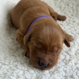 Girl 5 - Dark golden female Golden Retriever puppy in La Verne, California from 4LoveofGoldens