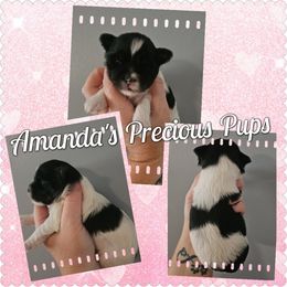 Girl 2 - Parti female Yorkshire Terrier puppy in Wartburg, Tennessee from Amanda's Precious Pups