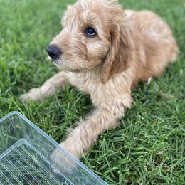 Goldendoodle Puppies from Dhalia’s Doodles