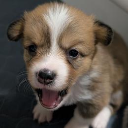 Sable girl - Sable and white female American Corgi puppy in Loretto, Kentucky from Duncan's Border Collies and Corgis