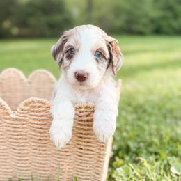 Chip - Merle male Goldendoodle puppy in Ooltewah, Tennessee from Allison Family Doodles