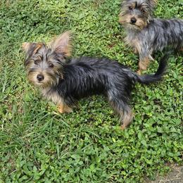 Silky Terrier Puppies from Brawley's Beautiful Babies