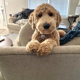 Goldendoodle and Labradoodle All Grown Up from Brock Farm Doodles, LLC